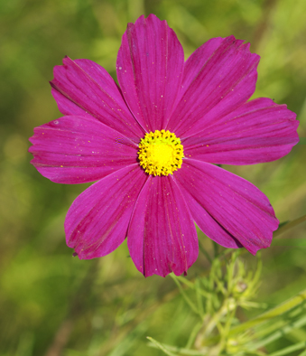 COSMOS MAGENTA.jpg