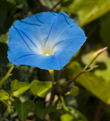 IPOMOEA MORNING GLORY.jpg