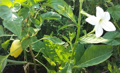 NICOTIANA ALATA.jpg