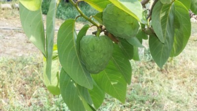 annona b.jpg