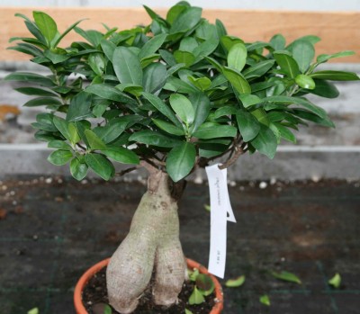 bonsai-ginseng.jpg