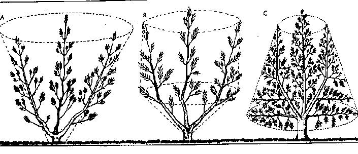 vaso%20cespugliato.jpg