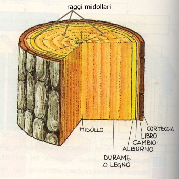 tronco-di-legno.jpg