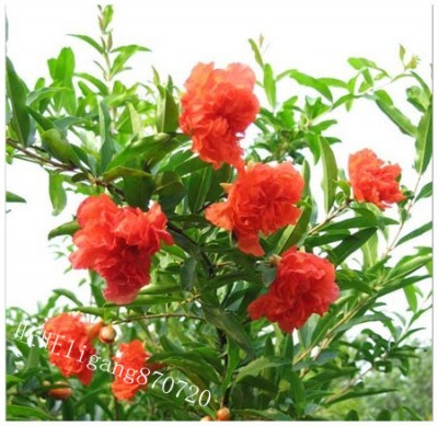 Bonsai-pomegranate-flower-bonsai.jpg