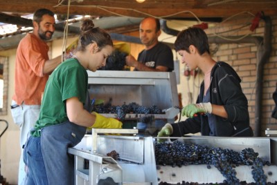 Vendemmia in rosa a Montepulciano (2).JPG