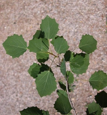 populus-tremula67483.jpg