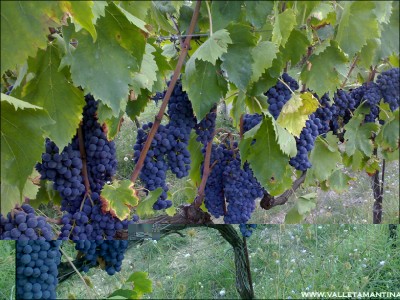 01092015sangiovese.jpg