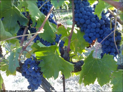 01092015sangiovese2.jpg