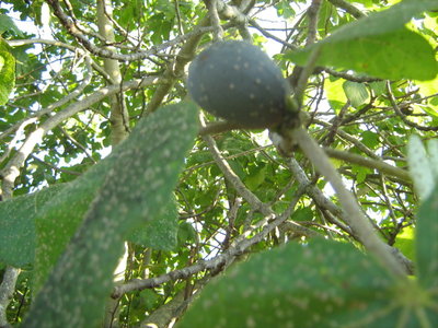 fruit 002.jpg