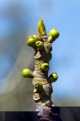 fichi_infiorescenze_primavera_rametto_infiorescenze.jpg