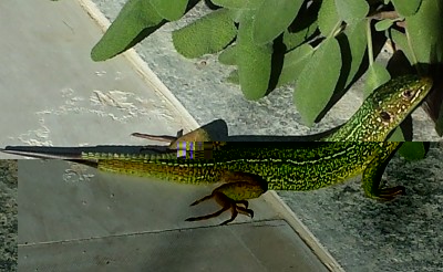 193 Lacerta Viridis.jpg