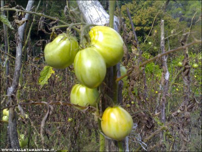 09102015ultimi-pomodori.jpg