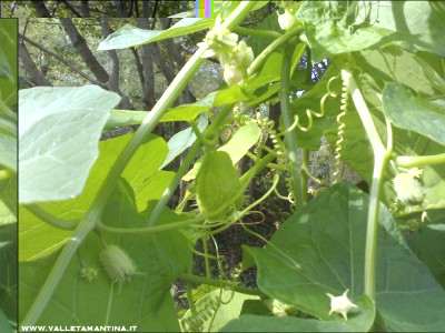 09102015zucca-spinosa.jpg