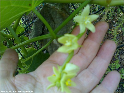 09102015fiori-zucca-spinosa.jpg