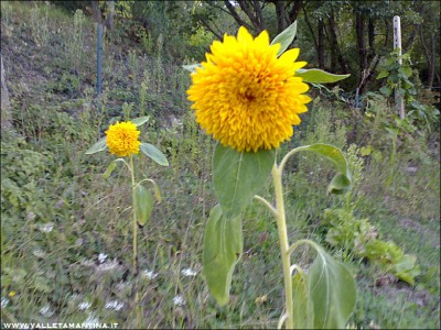 27092015girasoli-orto.jpg