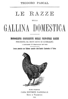 gallina-domestica.jpg