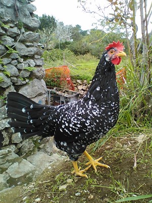 gallina_ancona.jpg