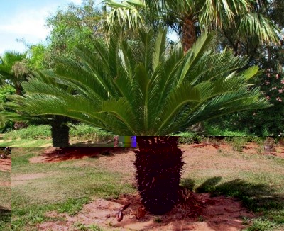 cycas-revoluta_NG1.jpg