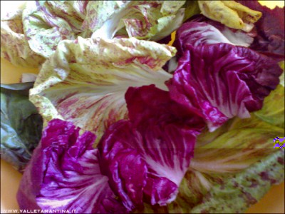 24102015radicchio.jpg