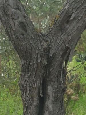 albero2.jpg