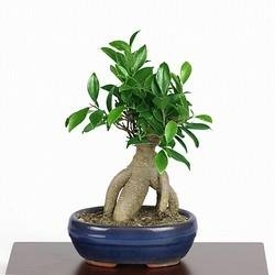 bonsai-ficus-ginseng_O1.jpg