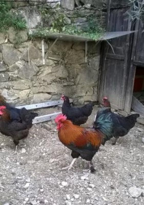 marans.jpg