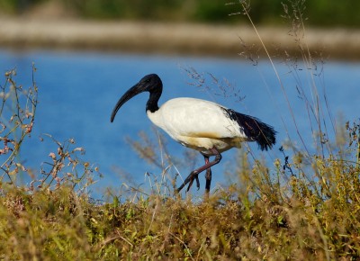 Ibis sacro (foto Gino Santini).jpg