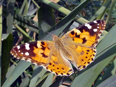 Vanessa cardui (foto Alessio Bartolini).jpg