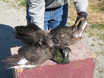 IB_silver_pied_dark_pied_hen_wings_open.JPG