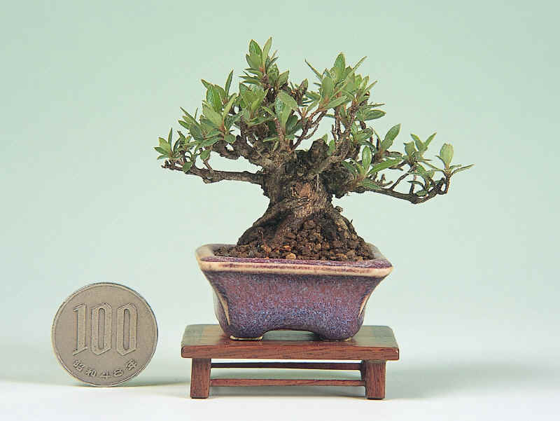 MiniBonsai3_small.jpg