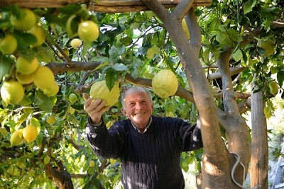 limoni-di-amalfi.jpg