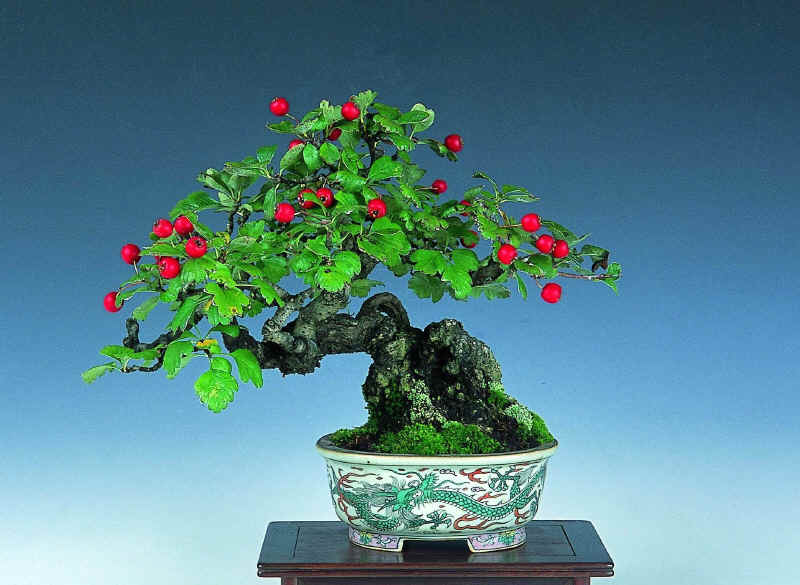 IlexCRESPIBONSAIMiniBonsai_small.JPG