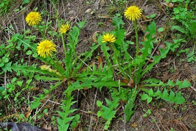 Taraxacum-officinale-2.jpg