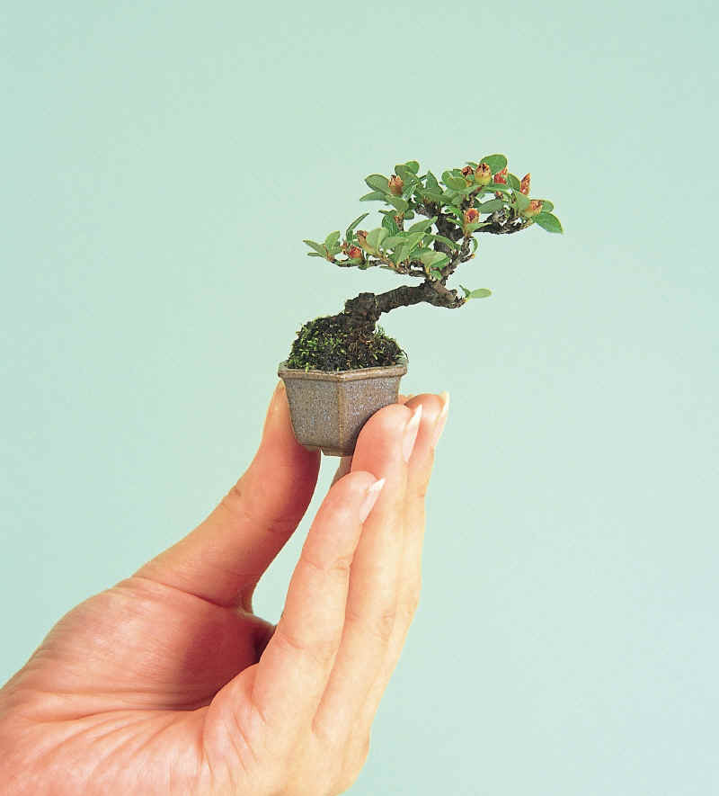 MiniBonsai_small.jpg