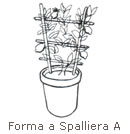 forma_allevamento_spalliera_a.jpg