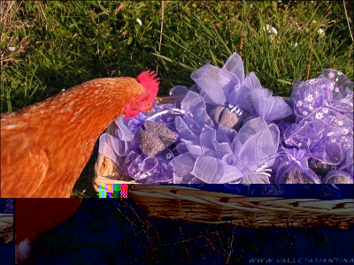 gallina-lavanda.jpg