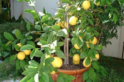 limone-sul-balcone..jpg