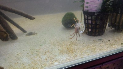 thaicrab.jpg