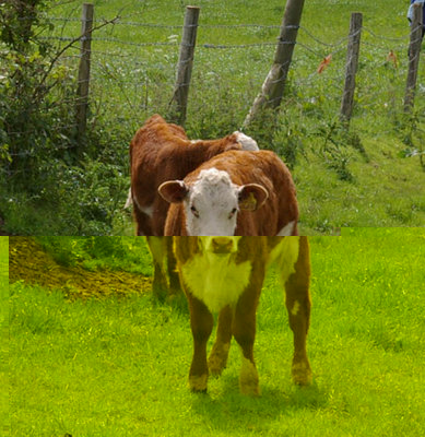 HLwalk2%20herefordcalves.jpg