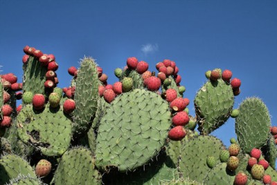 propiedades-del-nopal1.jpeg