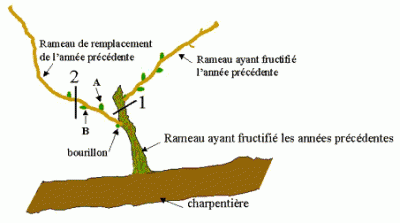 taille_vigne2.gif