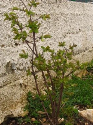 lonicera.jpg