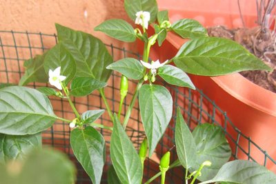 Peperoni in balcone 3.JPG