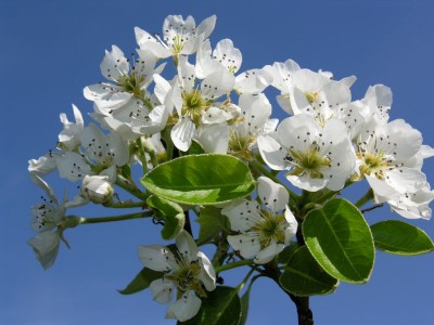 Pyrus_communis_1.jpg