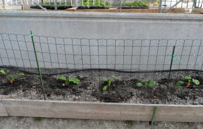 Zucchine da fiore appena trapiantate.JPG