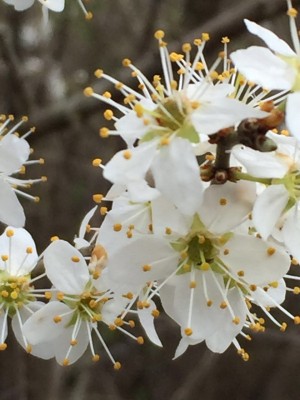 Fiori di Prugnolo.jpg