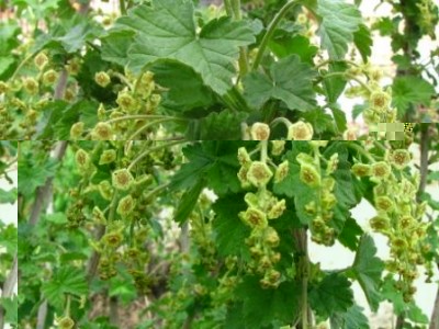 ribes rosso.jpg