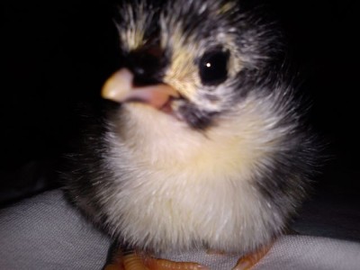 2016-02-06 - Pulcino Australorp.jpg