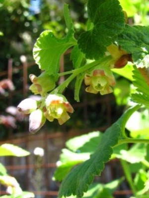 fiori del ribes nero.jpg