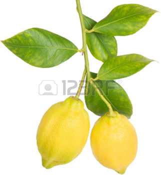 26408317-ramo-di-limoni-con-foglie-isolato-su-sfondo-bianco.jpg